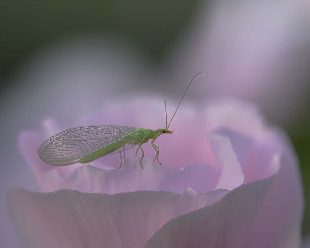 Photograph by Tatyana Belova