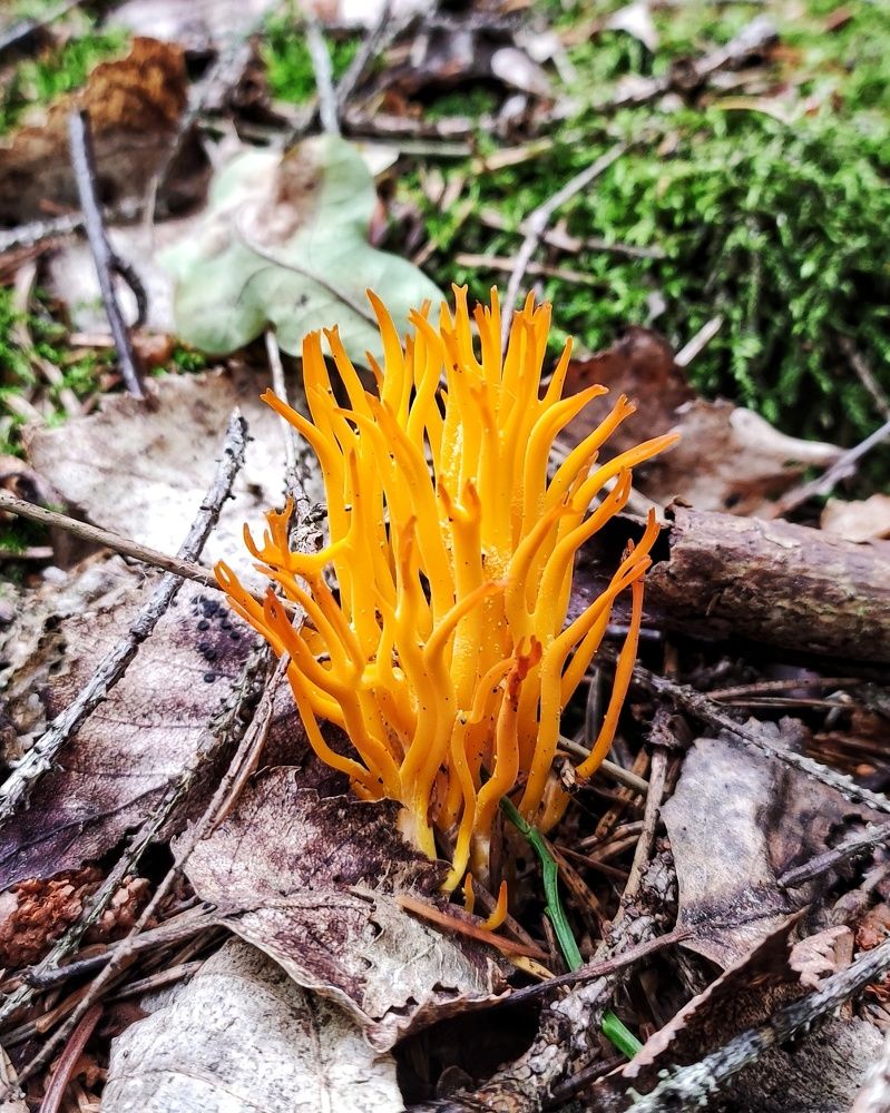 Калоцера клейкая