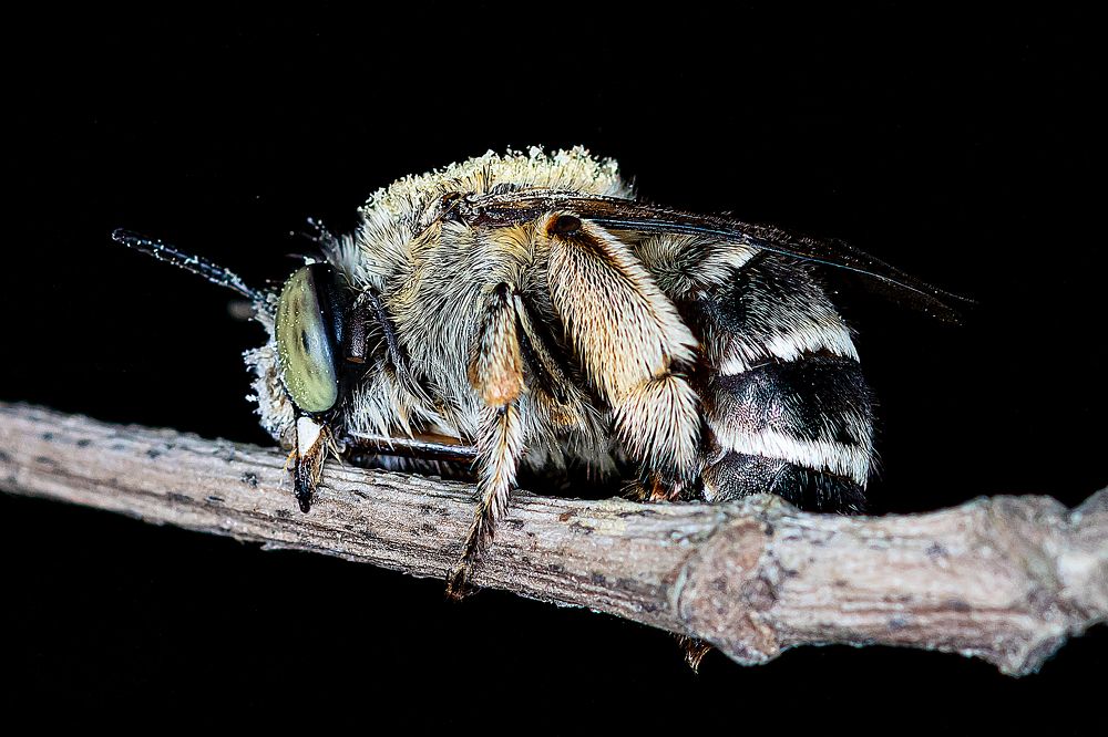 Photograph by René Richard Verona