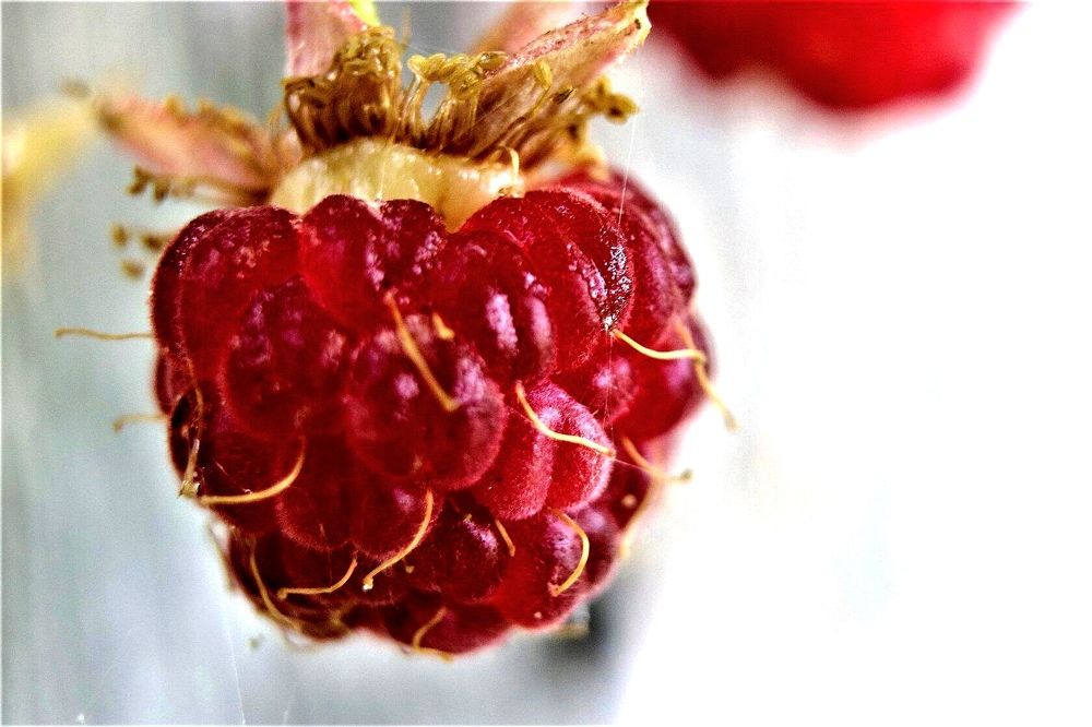 Photograph by Федоренко Элеонора