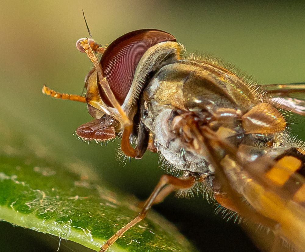 Photograph by René Richard Verona