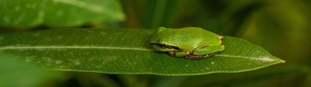 Photograph by René Richard Verona