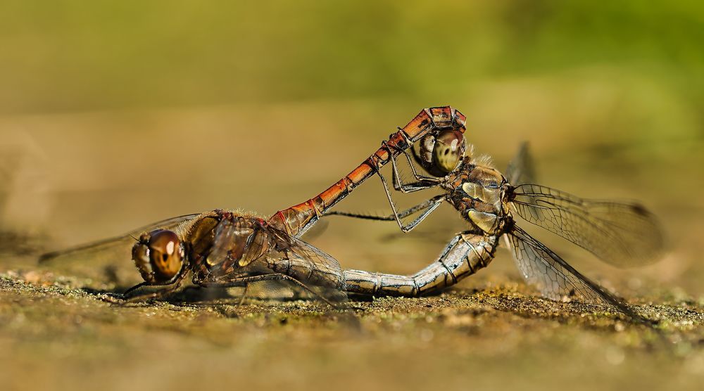 dragonflies stick together