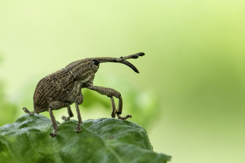 Фотография автора Hrudananda Behera