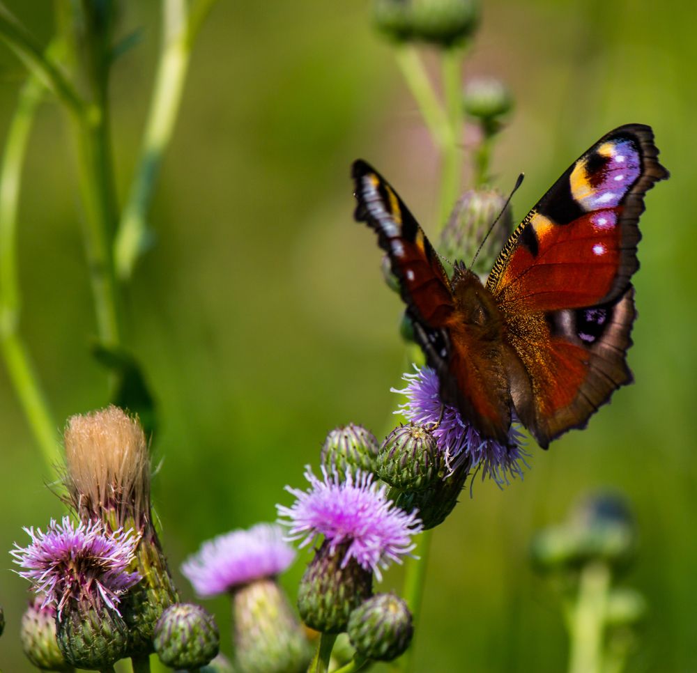 Photograph by Владимир Андреев