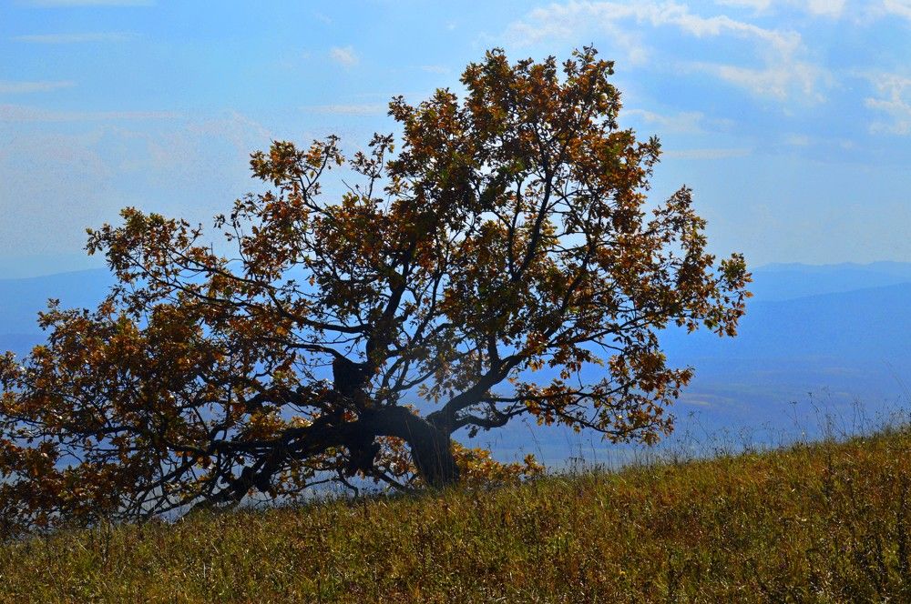 Photograph by Ольга Шевцова