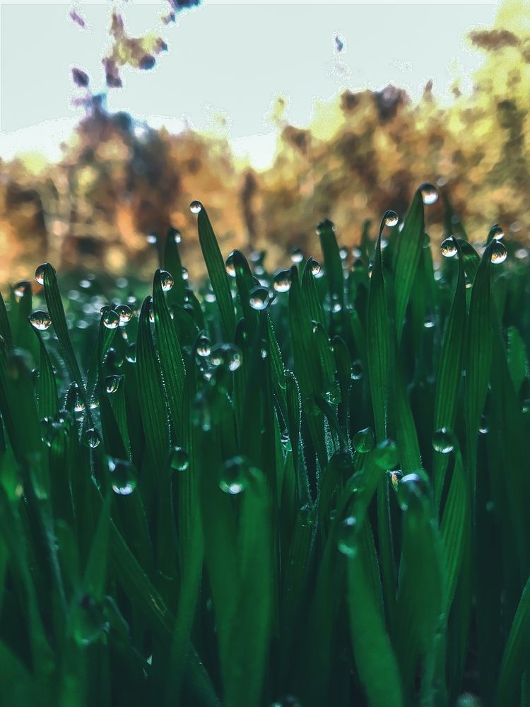 Micro leaf and drop