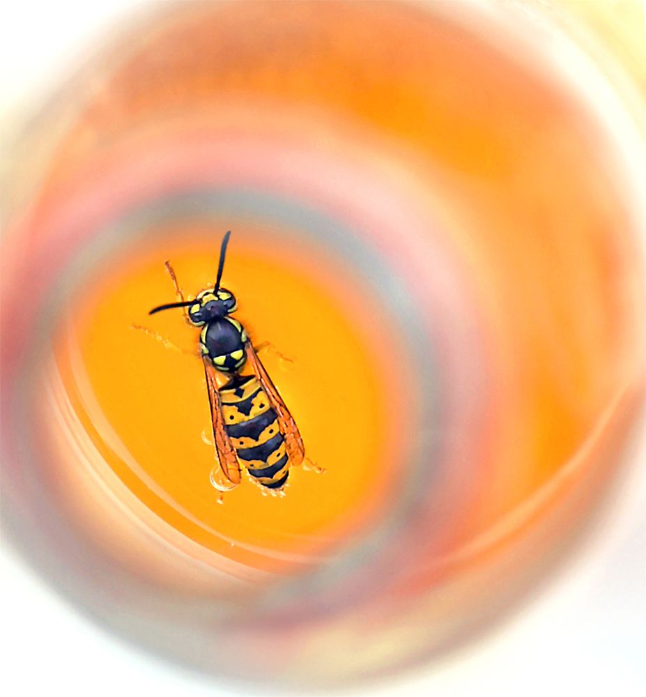 Оса в стакане с соком.