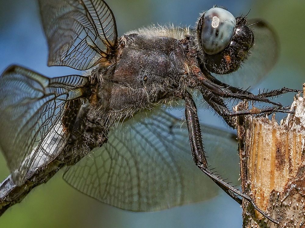 Photograph by Сергей Духанин