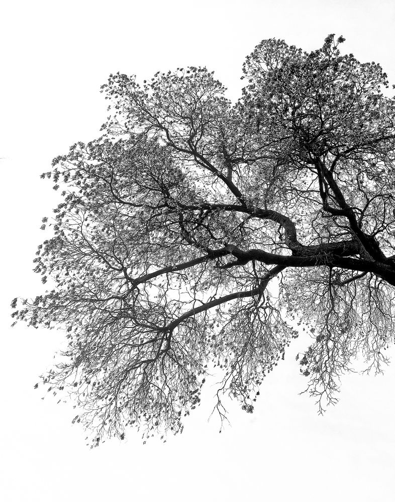 Photograph by Олеся Зеленщикова