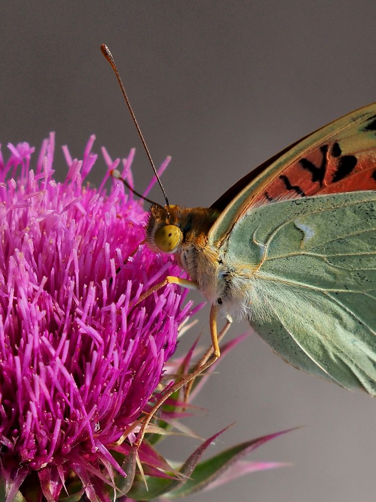 Photograph by Александр Петренко