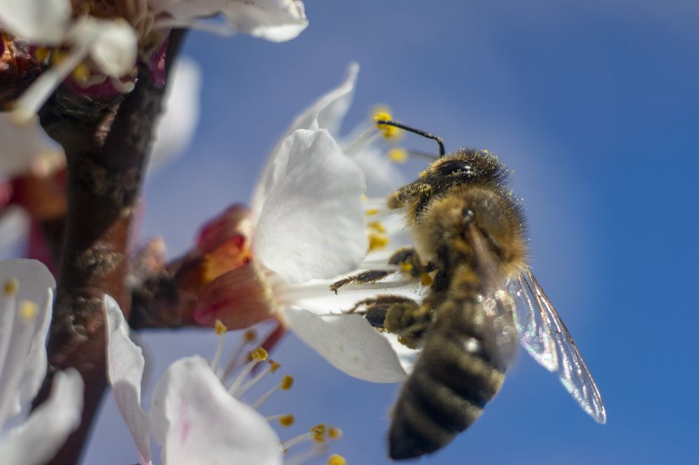 A bee collects nectar from a blooming apricot flower. Closeup of a bee. Bee on a flower against a blue sky.
