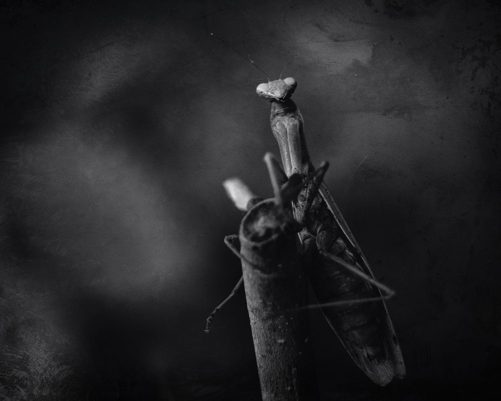 Photograph by Анатолий Щербак