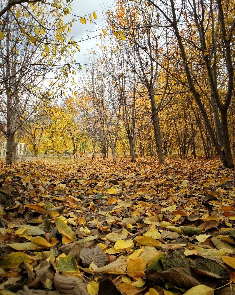 Autumn of Goldasht