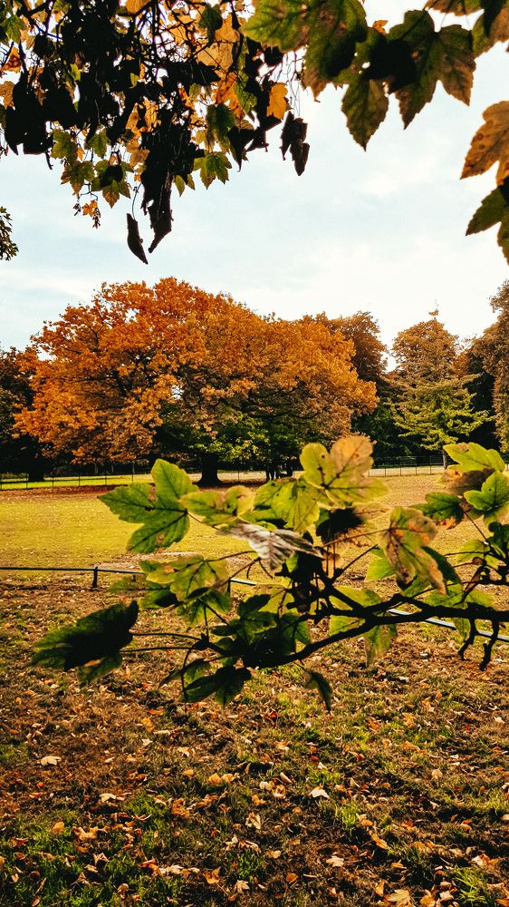 Фотография автора Cozma Mihaela