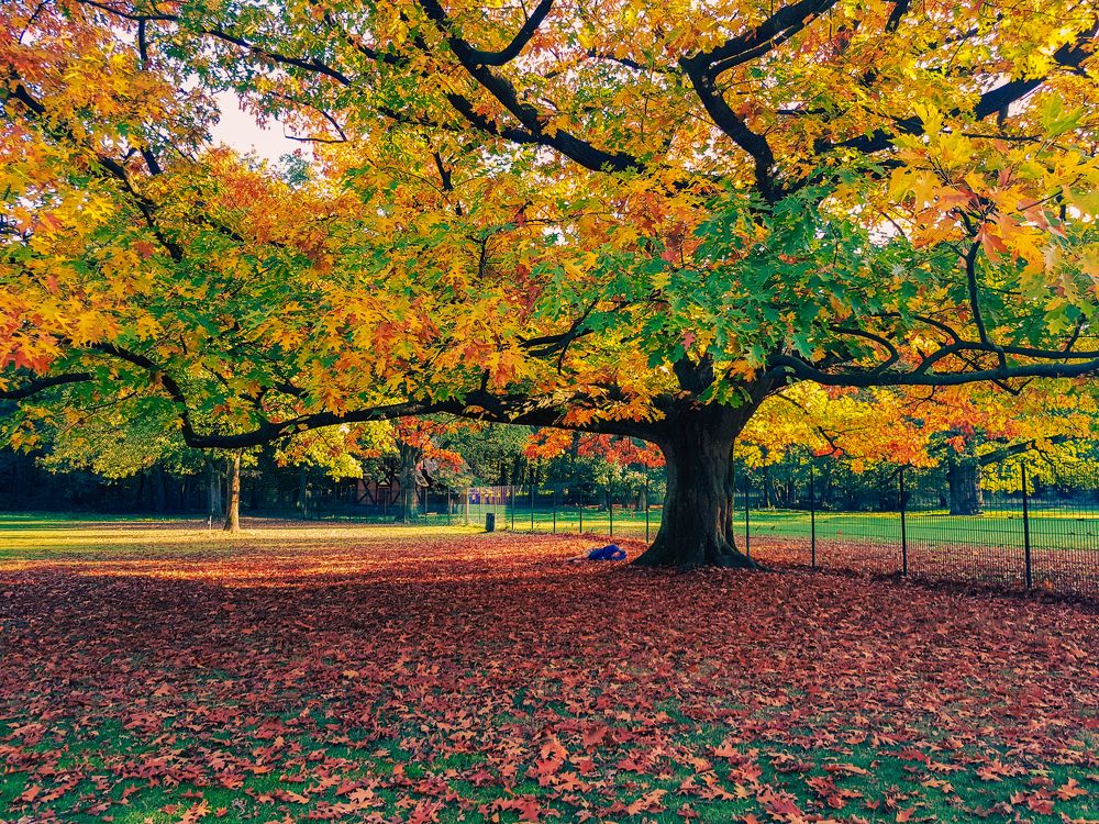 Фотография автора Cozma Mihaela