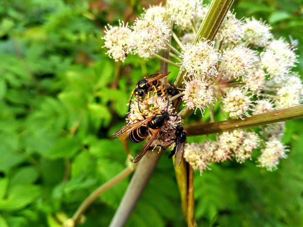 Photograph by Ирина Саттарова