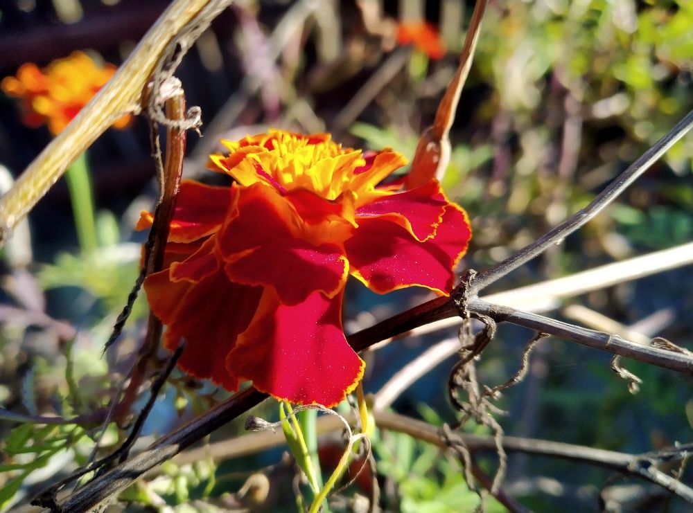 Photograph by Bojan Nikolovski