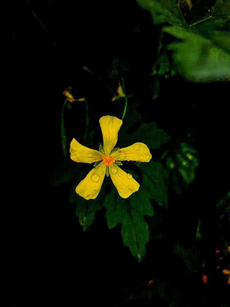 Photograph by Sri charan