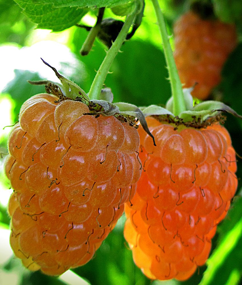 Photograph by Игорь Быков