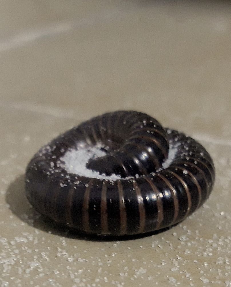 Photograph by Jullson Matulu Saint-plus