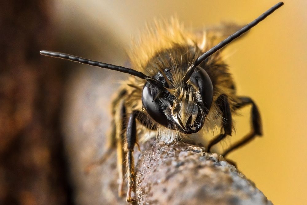 Фотография автора Мария Сурмачева