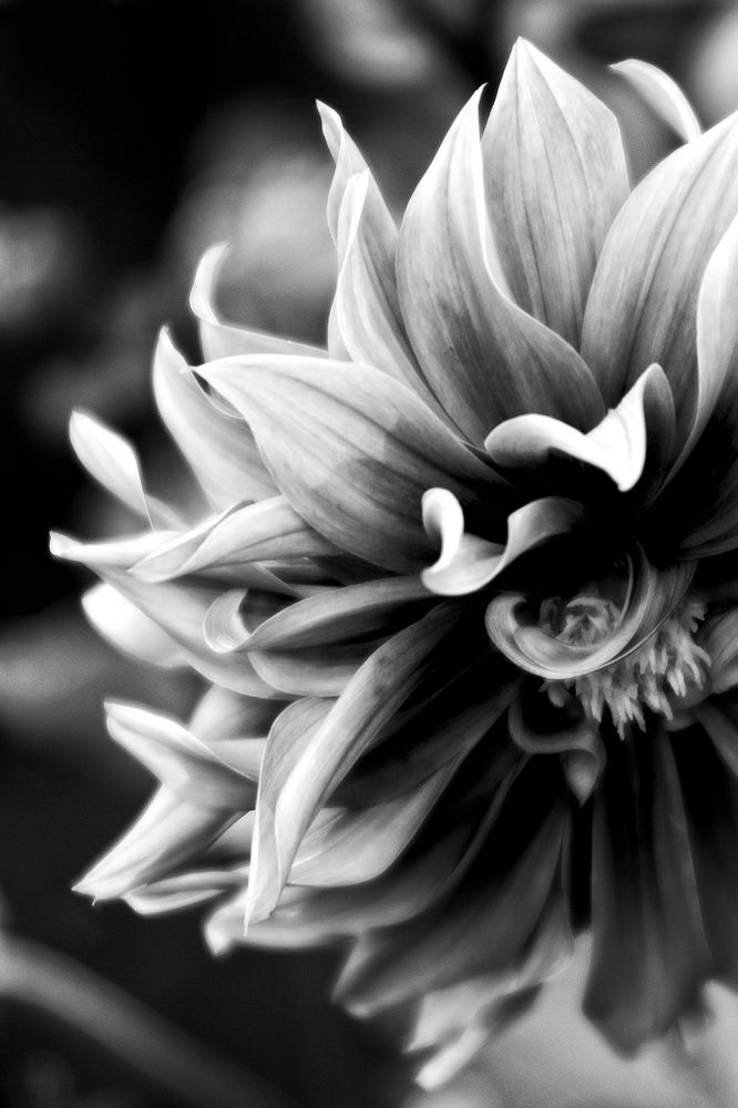 Photograph by Rui Campos