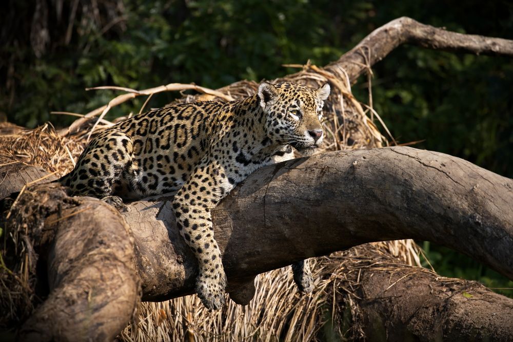 Смотритель