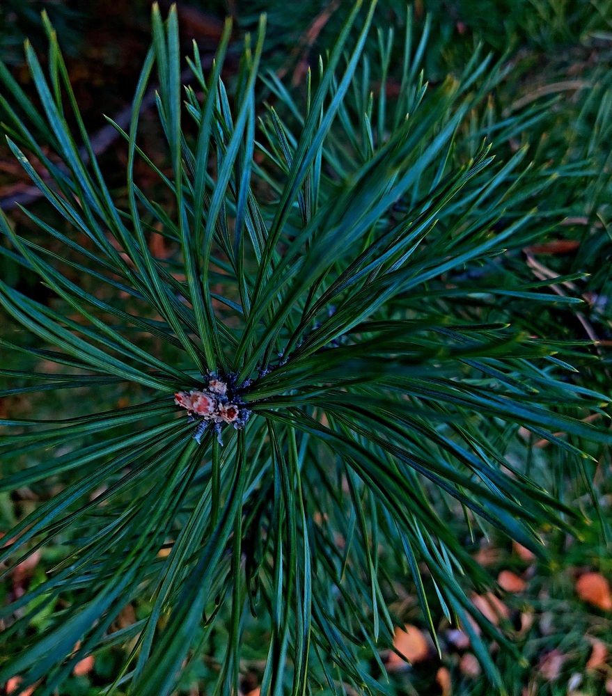 Фотография автора Мария Коледа