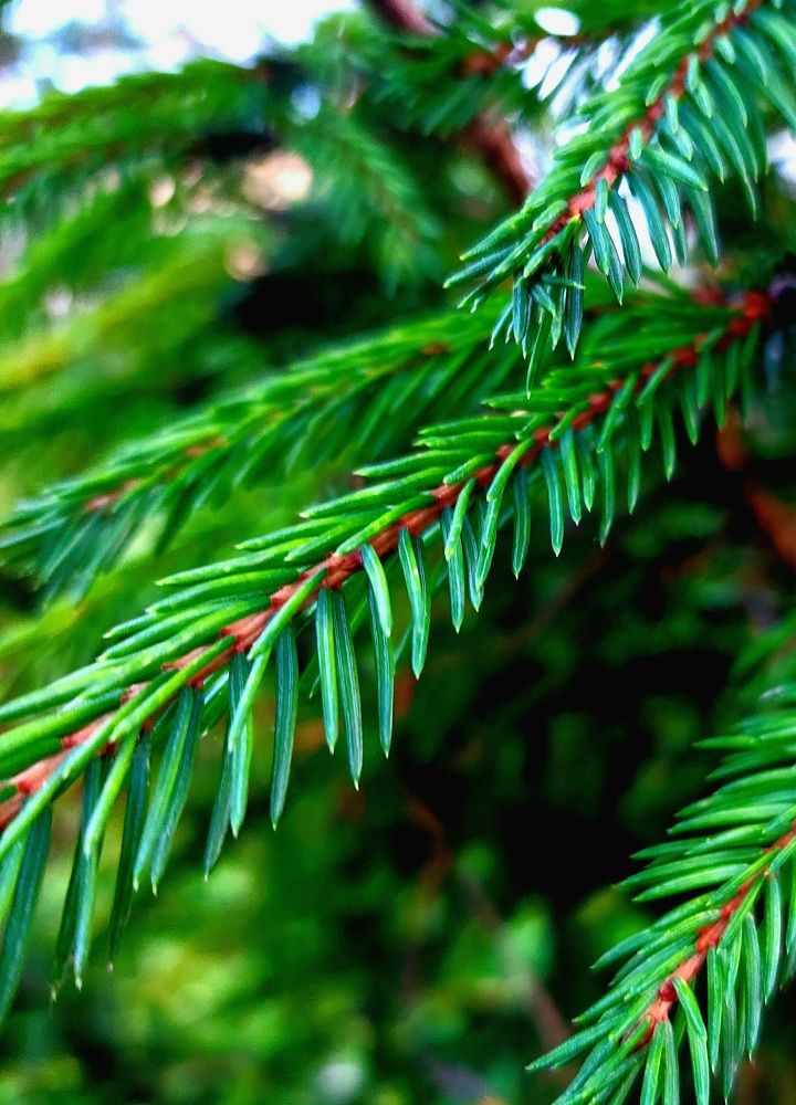 Фотография автора Мария Коледа