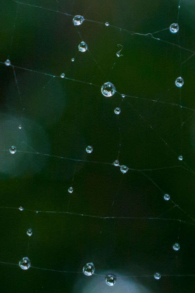 Photograph by Shreeharan Rajasingham