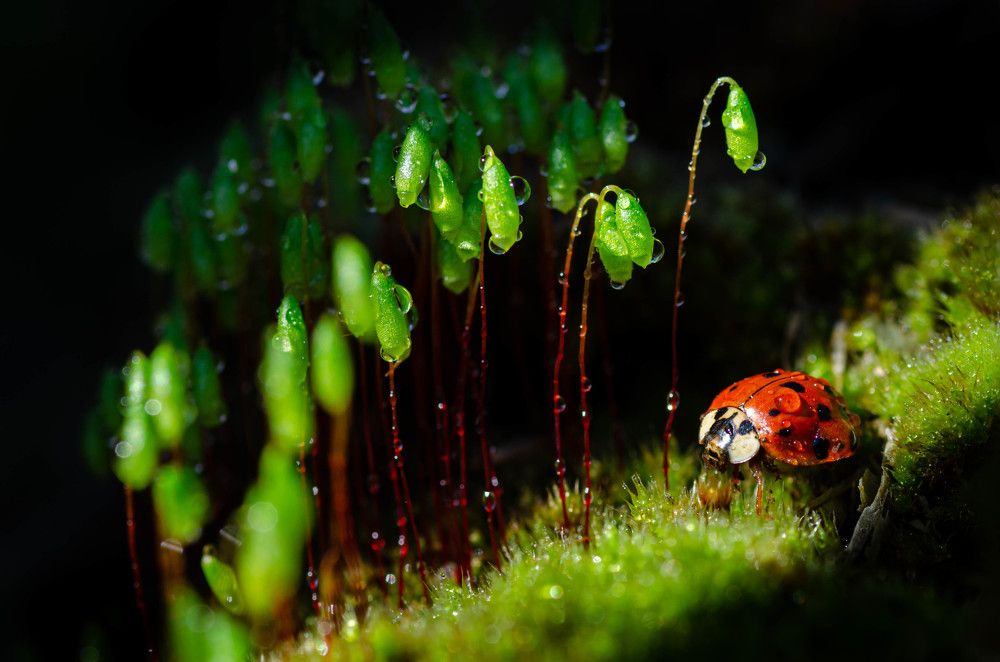 Photograph by Андрей Лысаченко