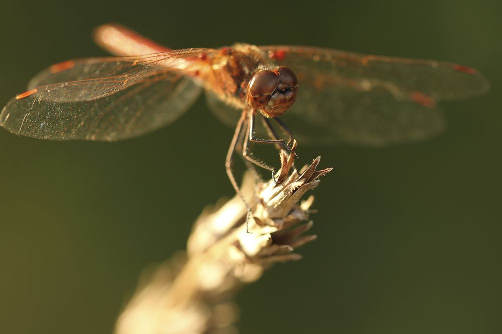 Photograph by Алена