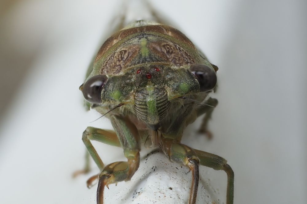 Фотография автора Boško Lučev