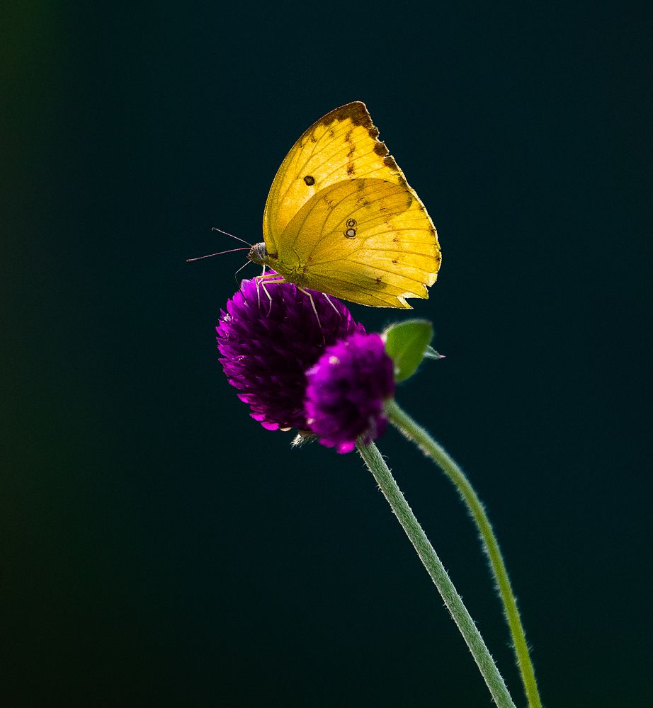 Connections of sunlight