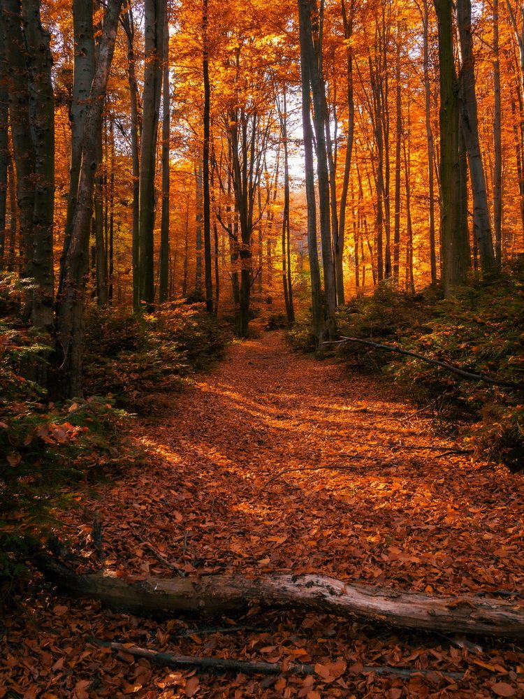 Photograph by Silviu Avramescu