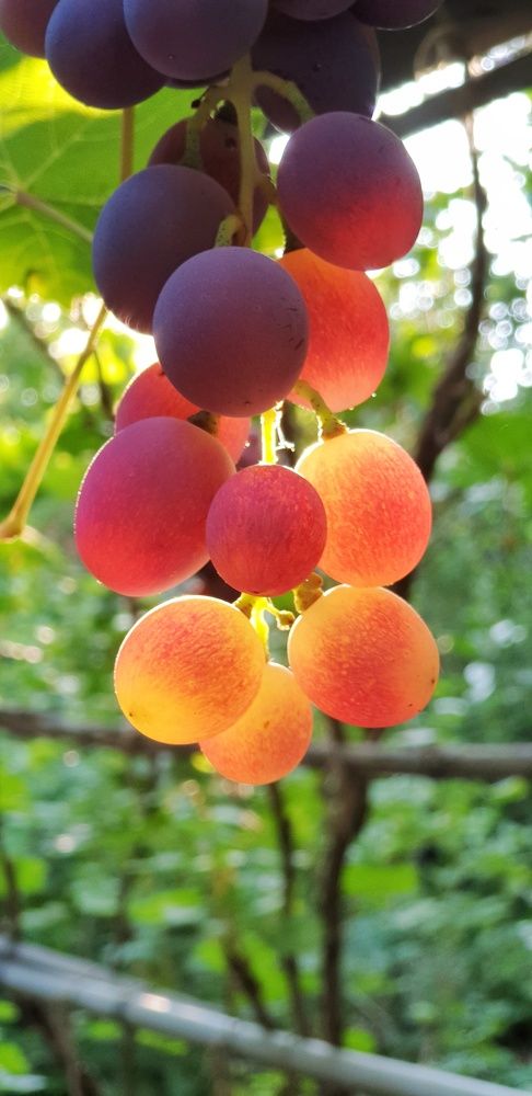 Фотография автора Ирина Ковалева