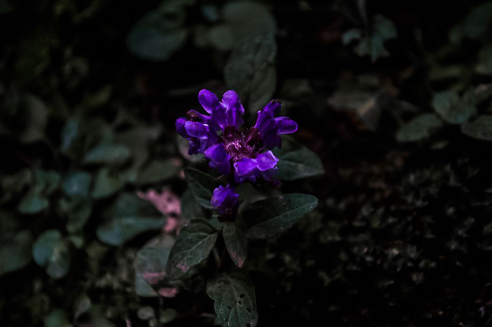 Photograph by Ангелина