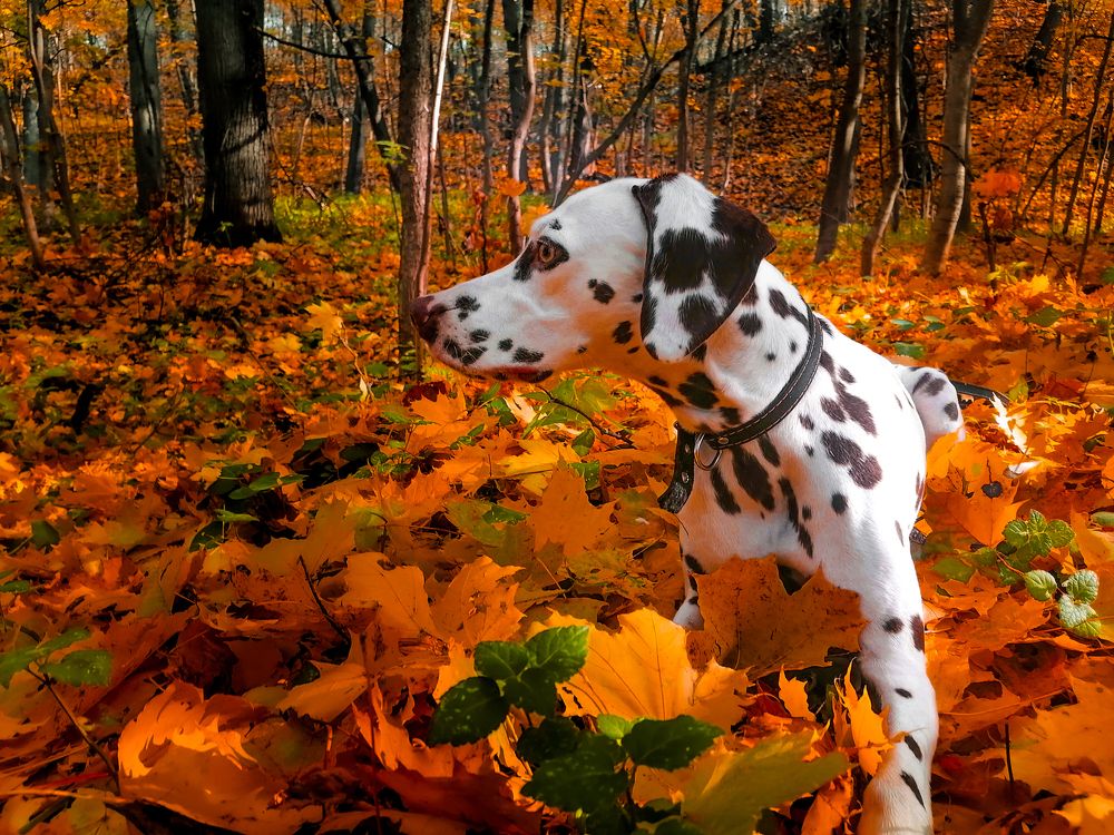 Photograph by Станислав Евсеев