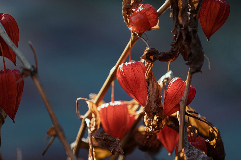 Photograph by ИРЕНА Федорова