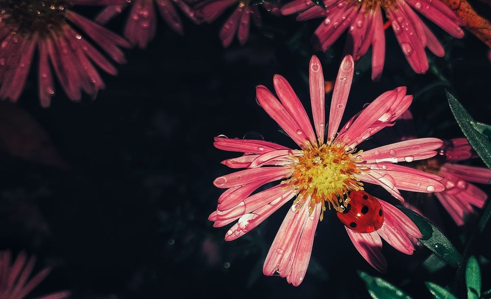 Photograph by Алёна Бондаренко