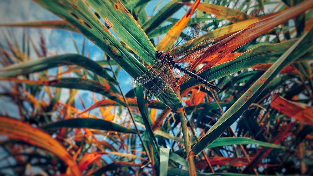 Photograph by Алёна Бондаренко