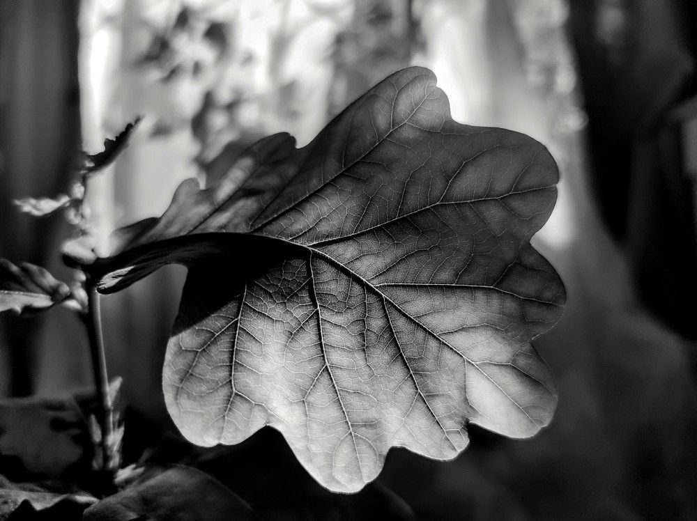 Photograph by Ирина Саттарова