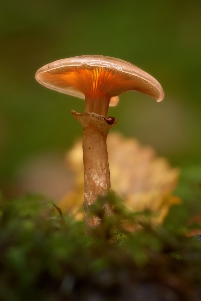 Fungus Enlightening!