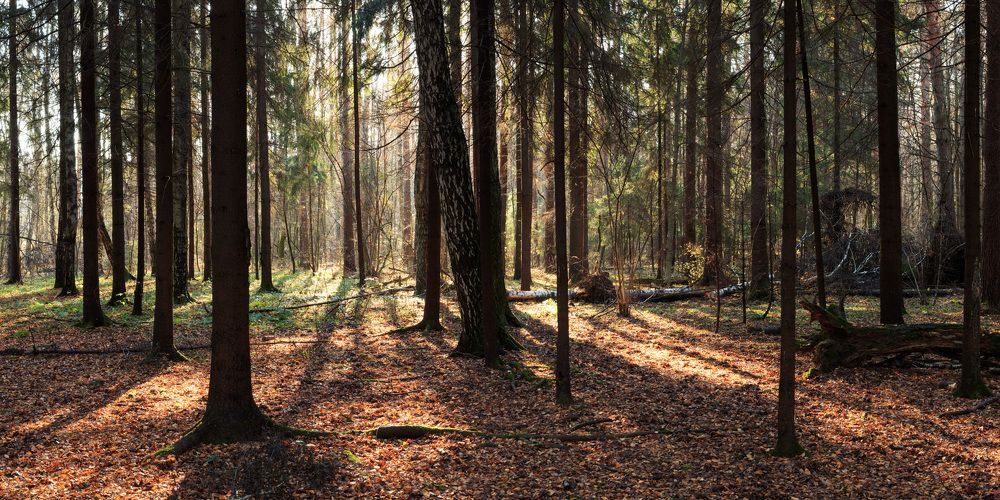 Photograph by Леонтьев Михаил