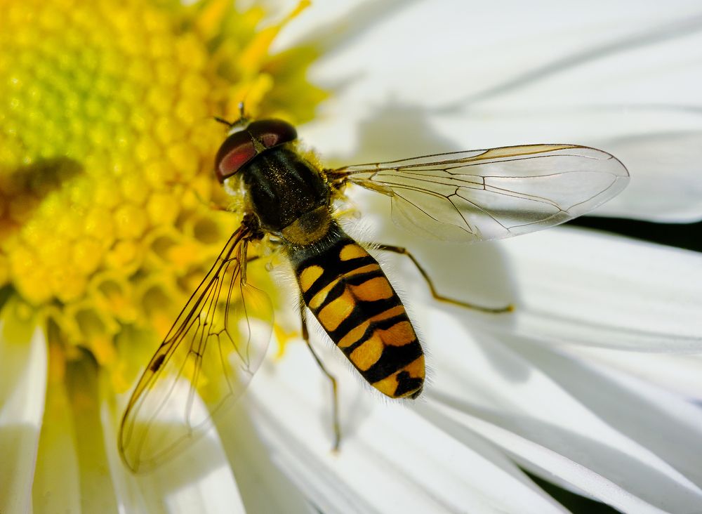 Photograph by Сергей Челахов