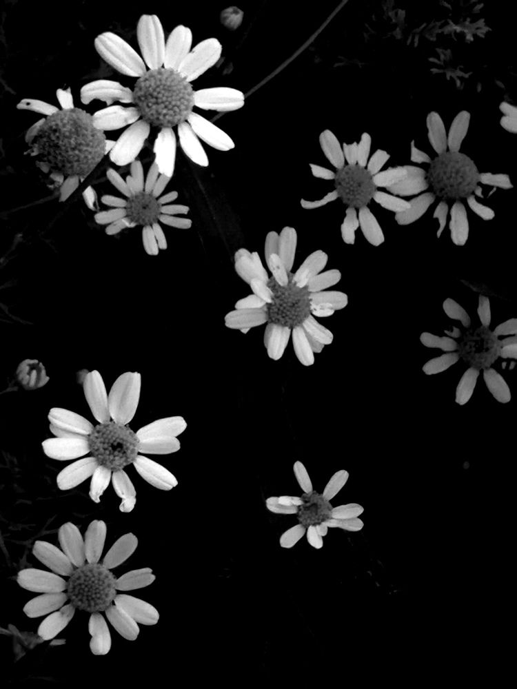 Photograph by Cecilia Mazurenco