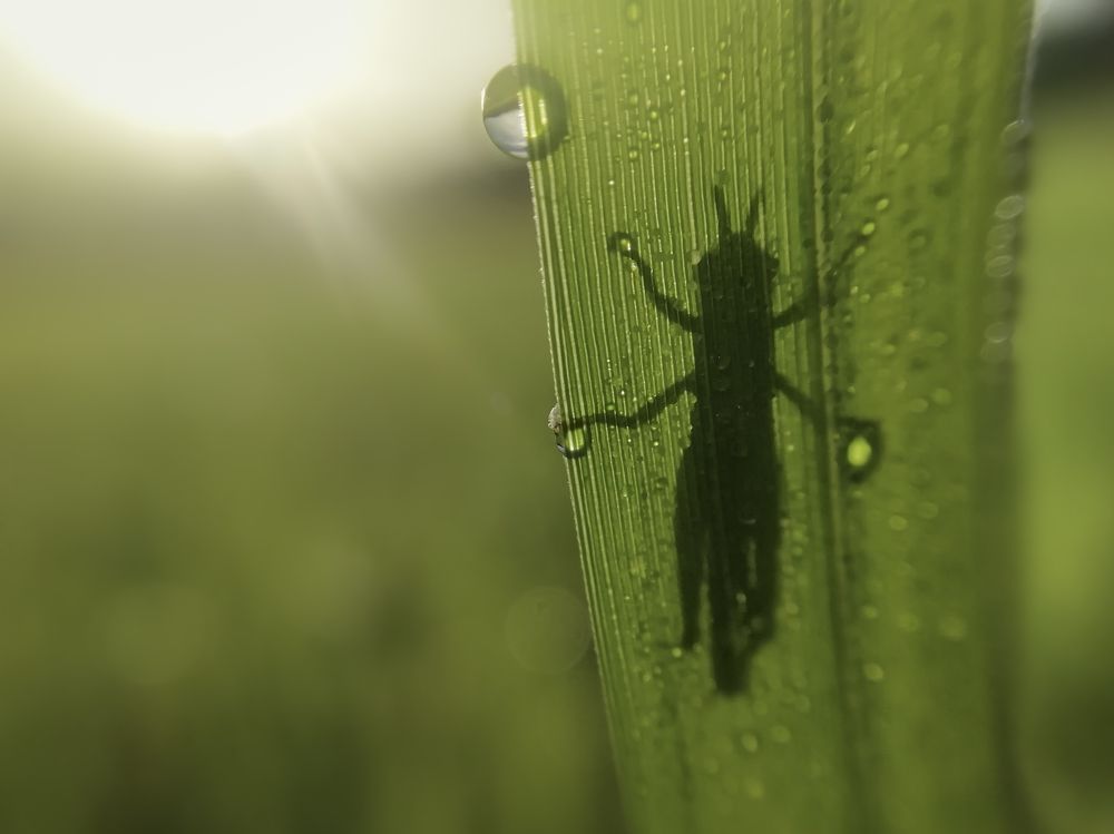 Photograph by H Gunathilake Malmi