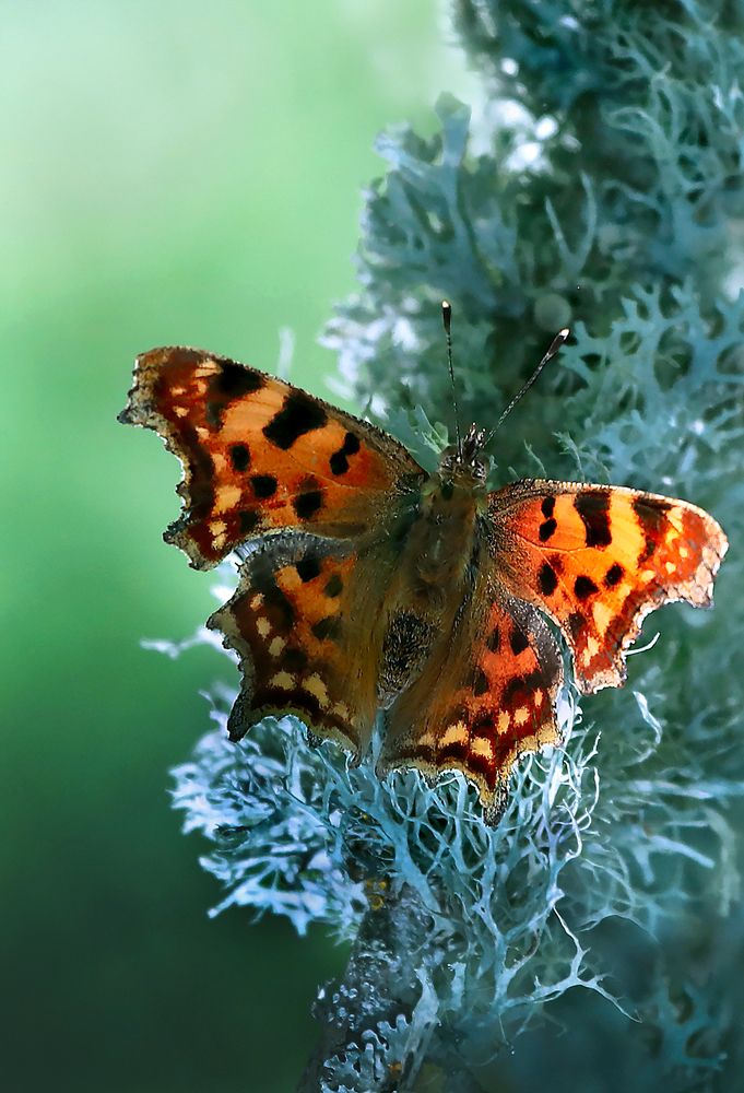 Бабочка-крапивница.