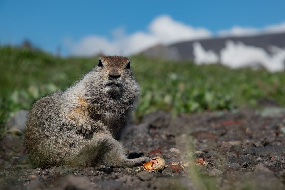 Фотография автора Мария Рохмистрова